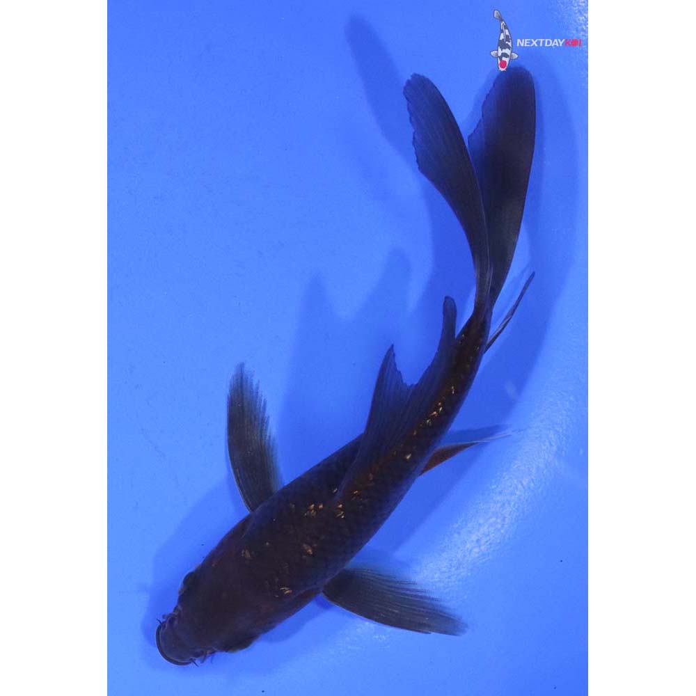 4” Imported Gin Rin Chagoi Butterfly Koi