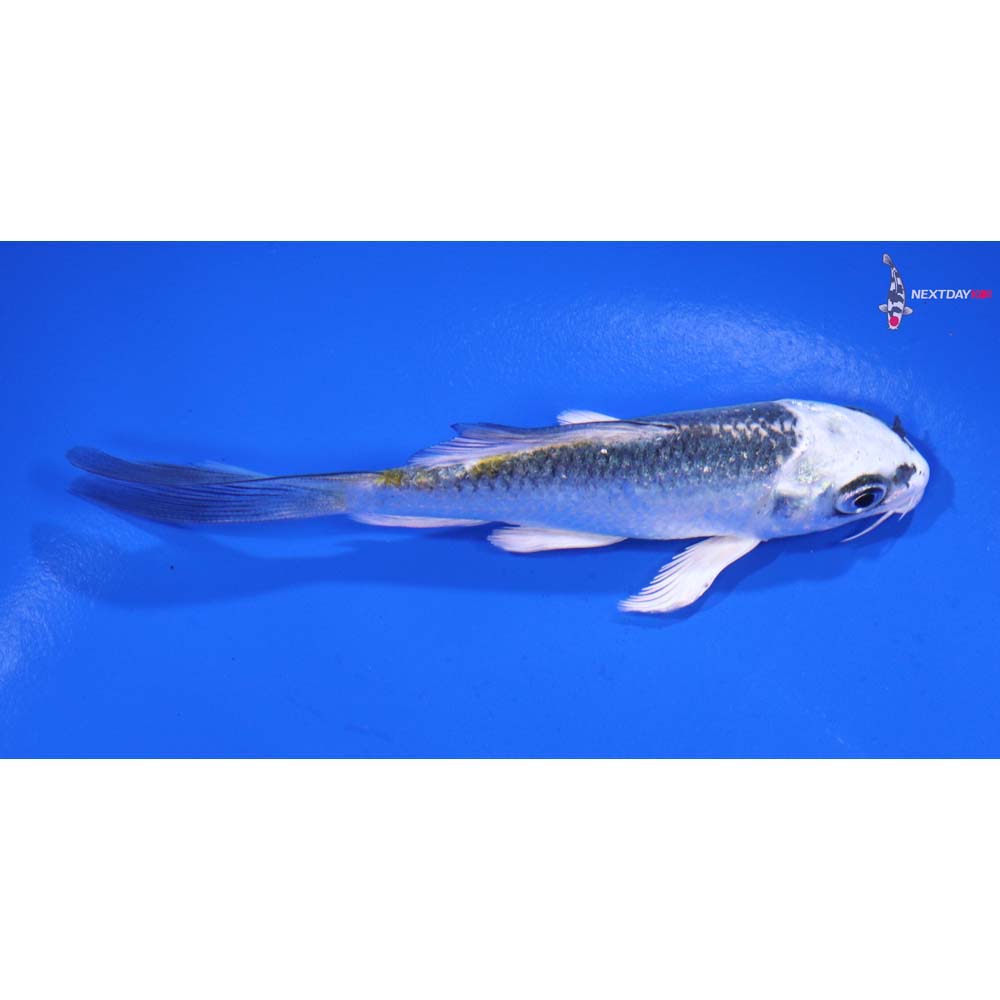 4” Imported Kujaku Butterfly Koi