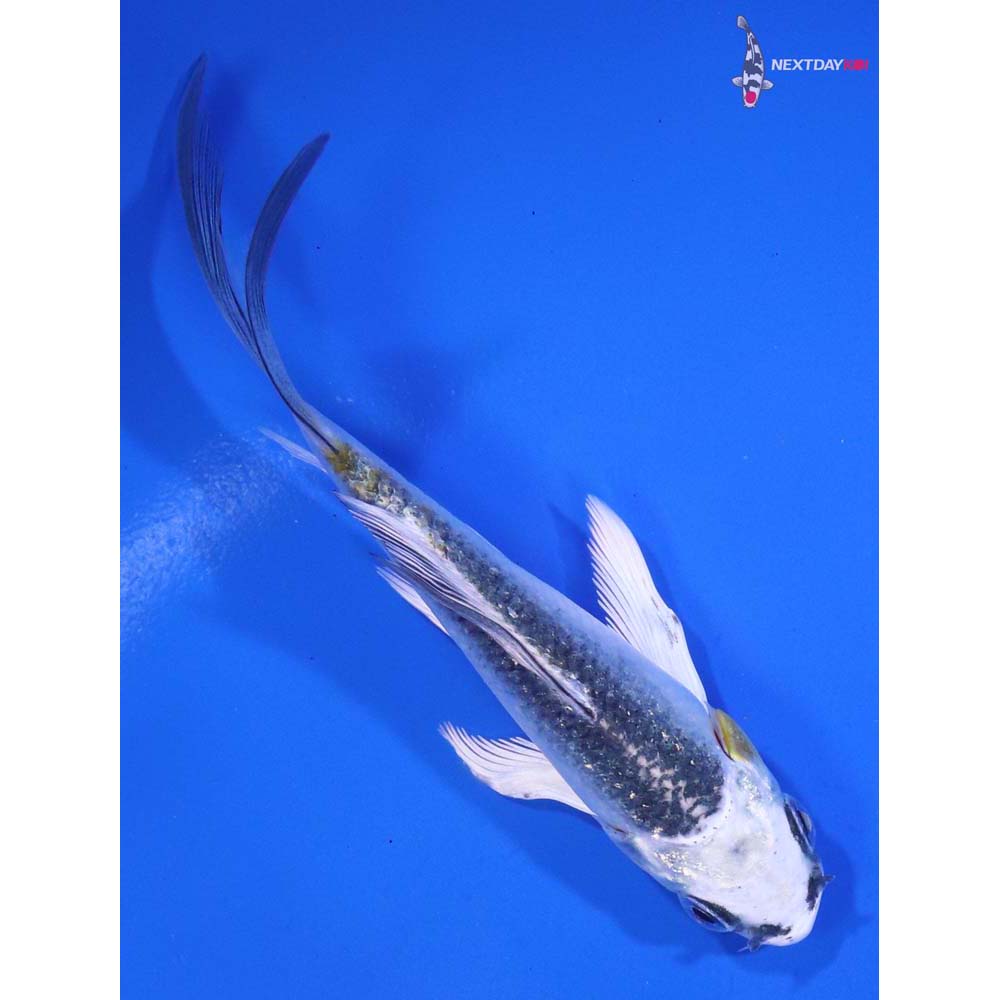 4” Imported Kujaku Butterfly Koi