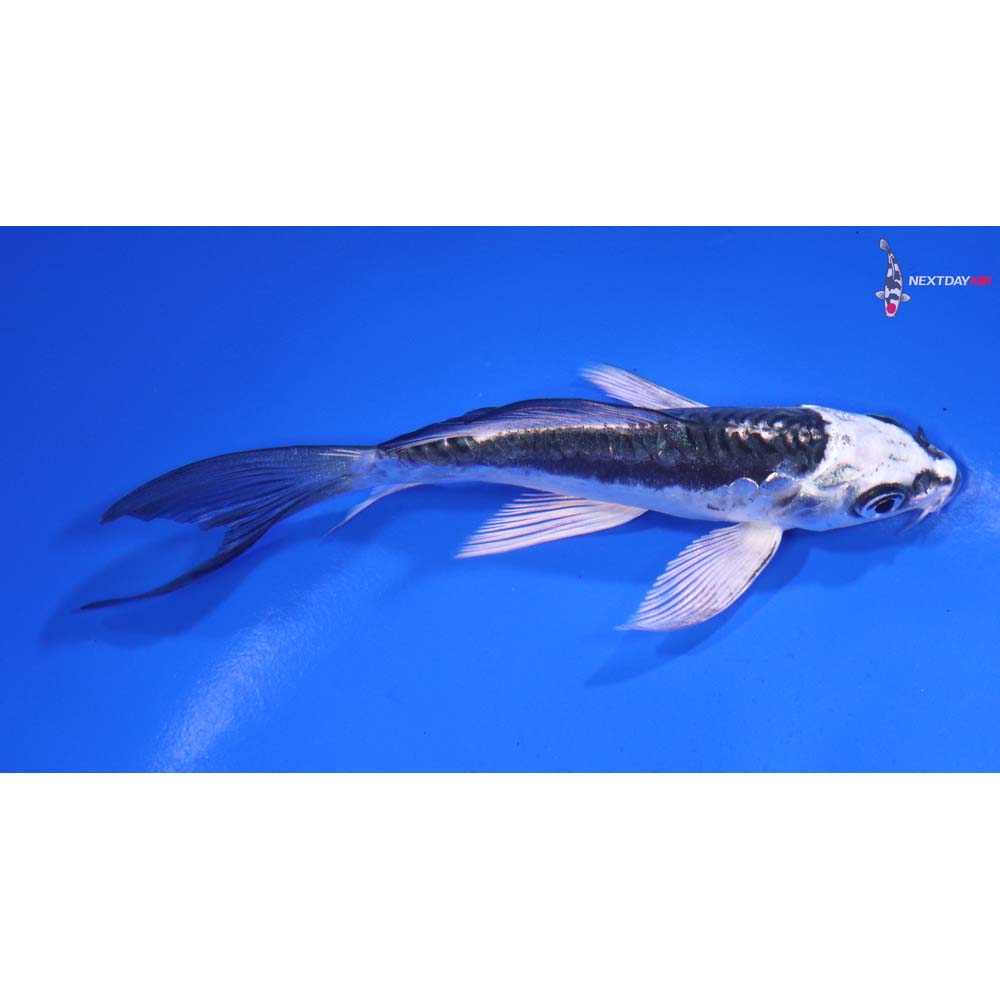 4.5” Imported Kikokuryu Butterfly Koi