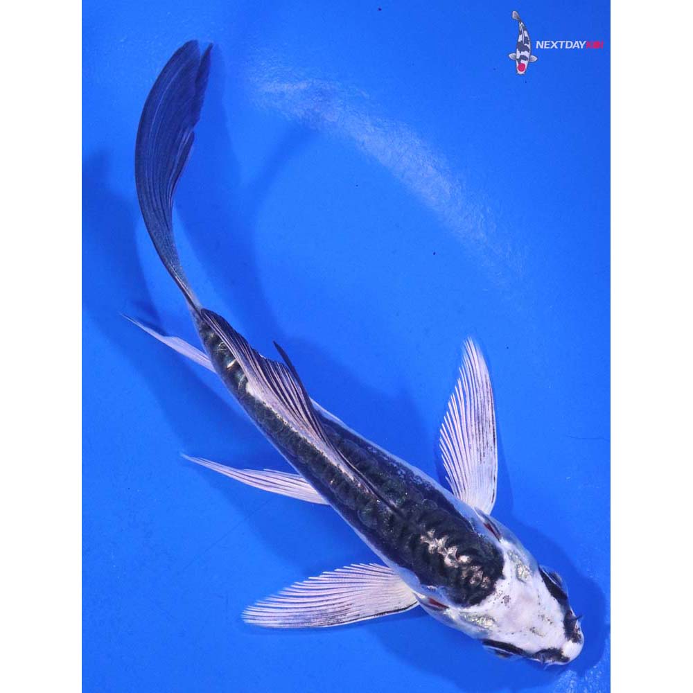 4.5” Imported Kikokuryu Butterfly Koi