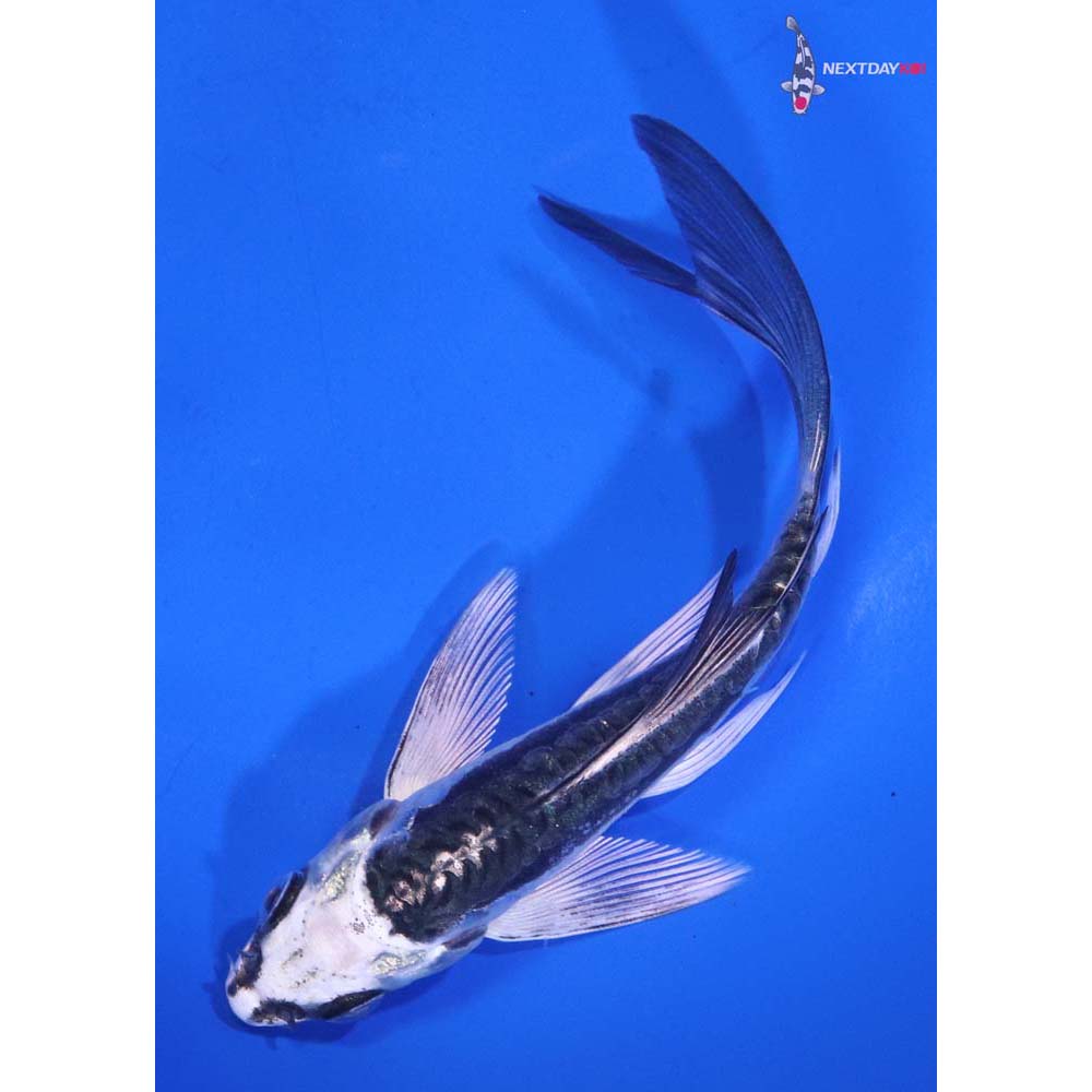 4.5” Imported Kikokuryu Butterfly Koi
