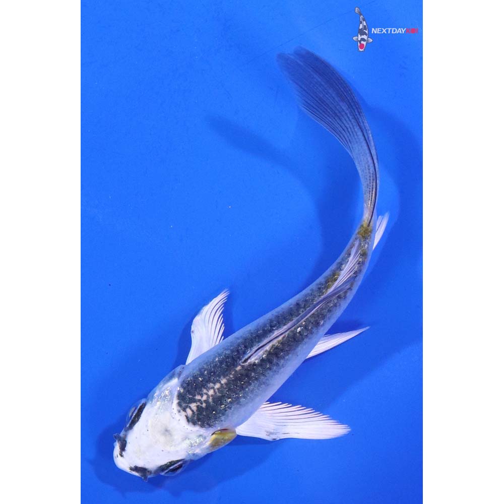 4” Imported Kujaku Butterfly Koi