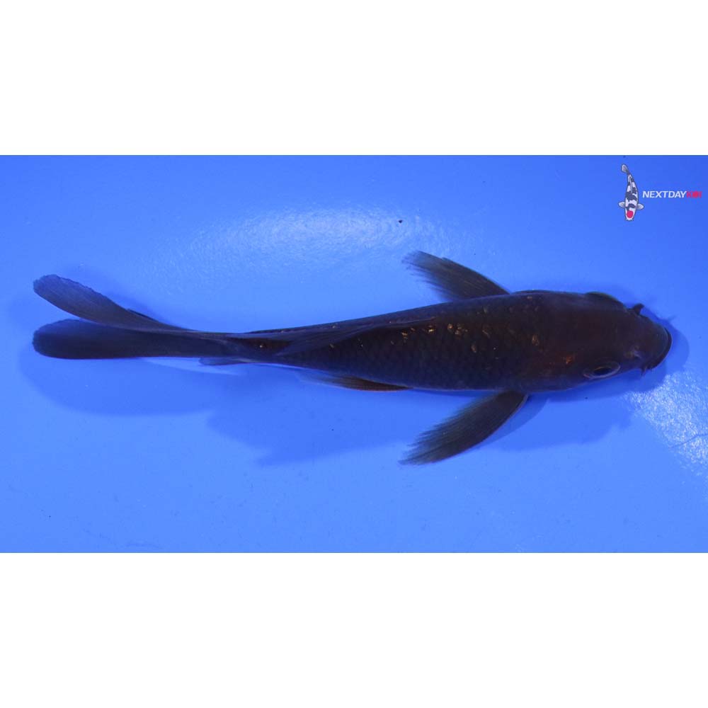 4” Imported Gin Rin Chagoi Butterfly Koi