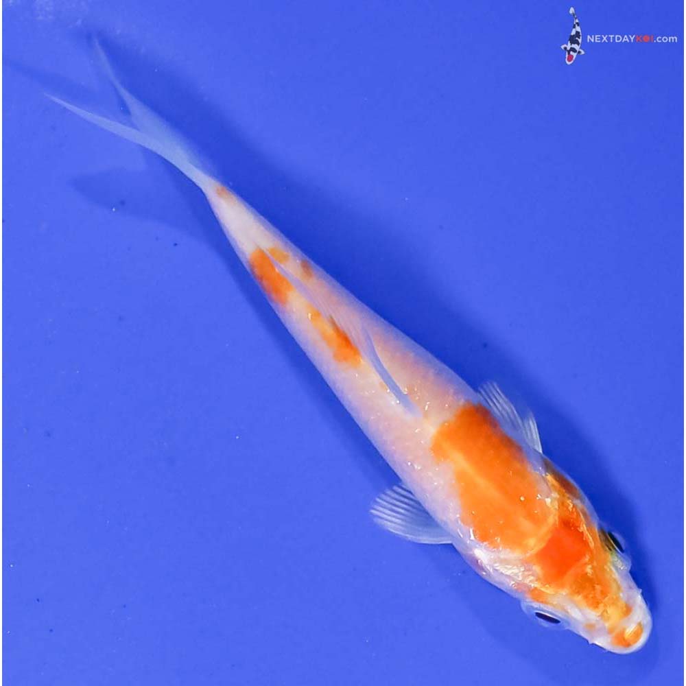 3.5” Imported Hariwake