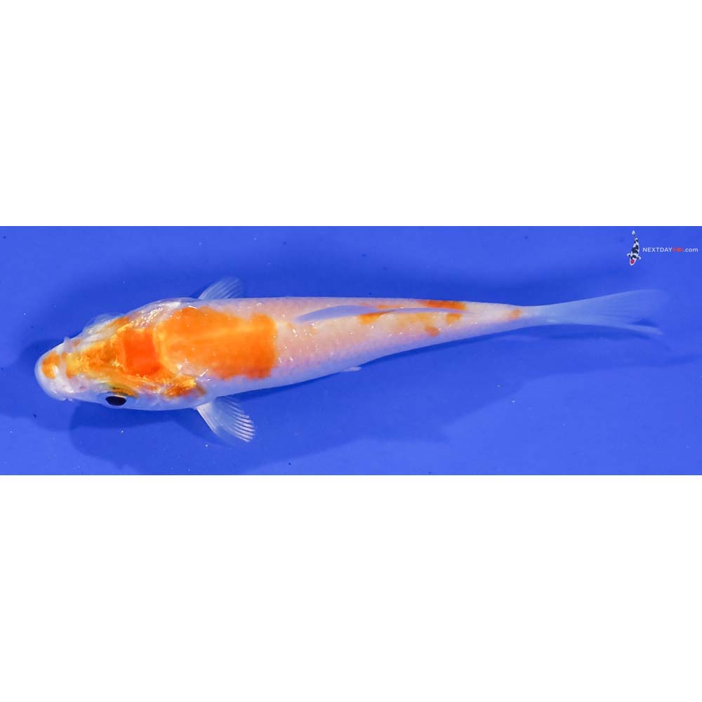 3.5” Imported Hariwake