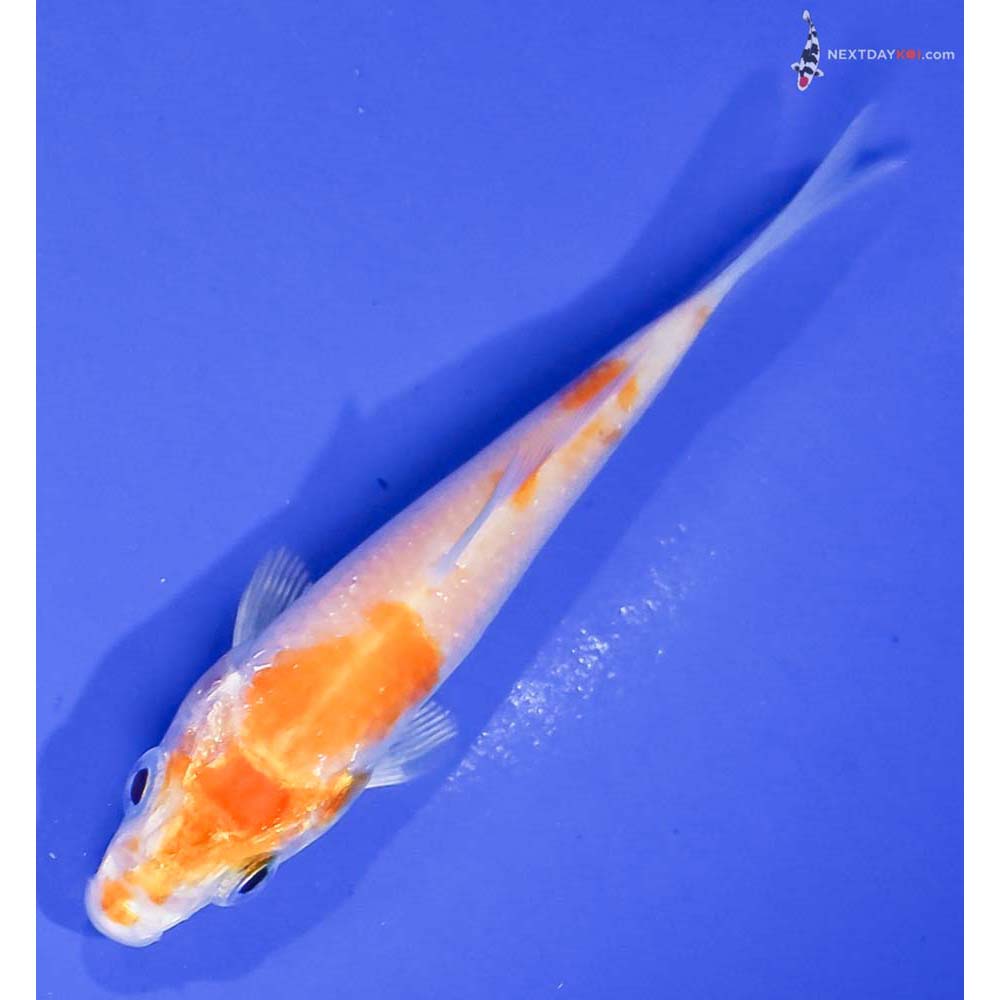 3.5” Imported Hariwake