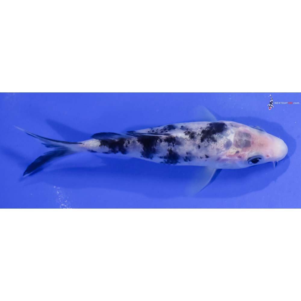 4.5” Imported Shiro Bekko