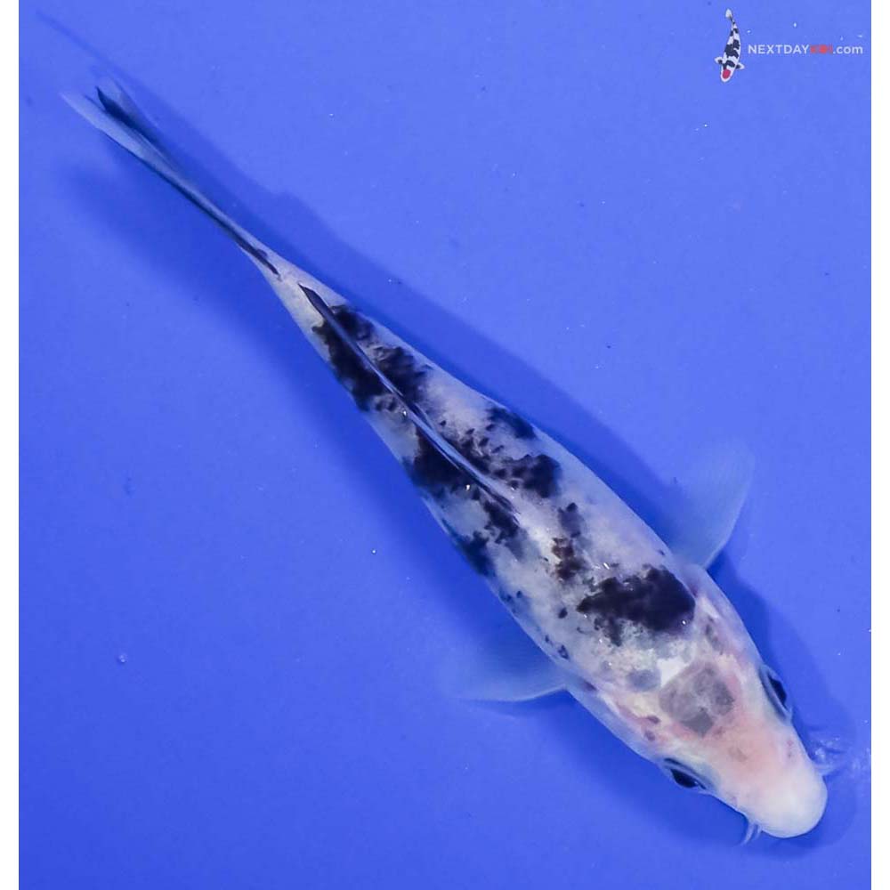 4.5” Imported Shiro Bekko