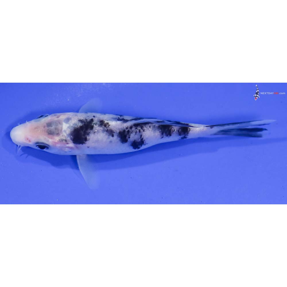 4.5” Imported Shiro Bekko