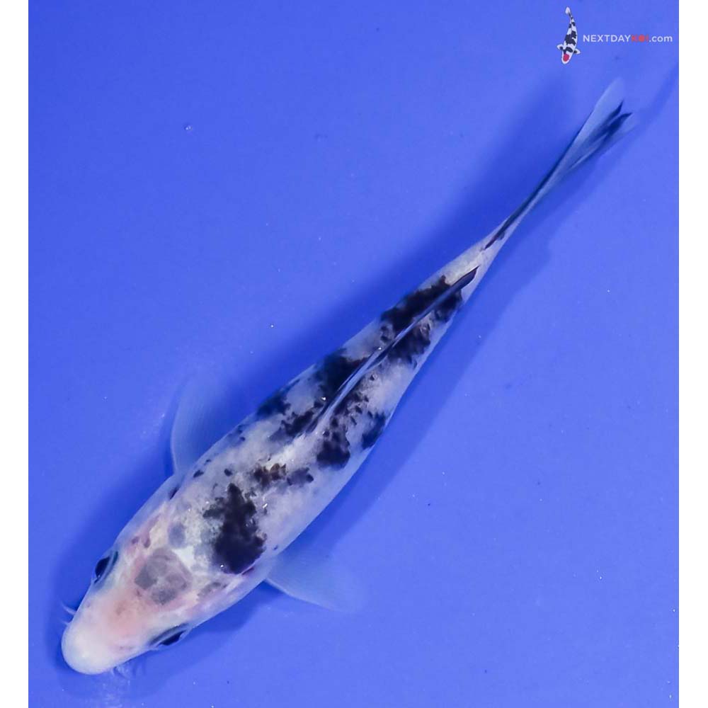 4.5” Imported Shiro Bekko