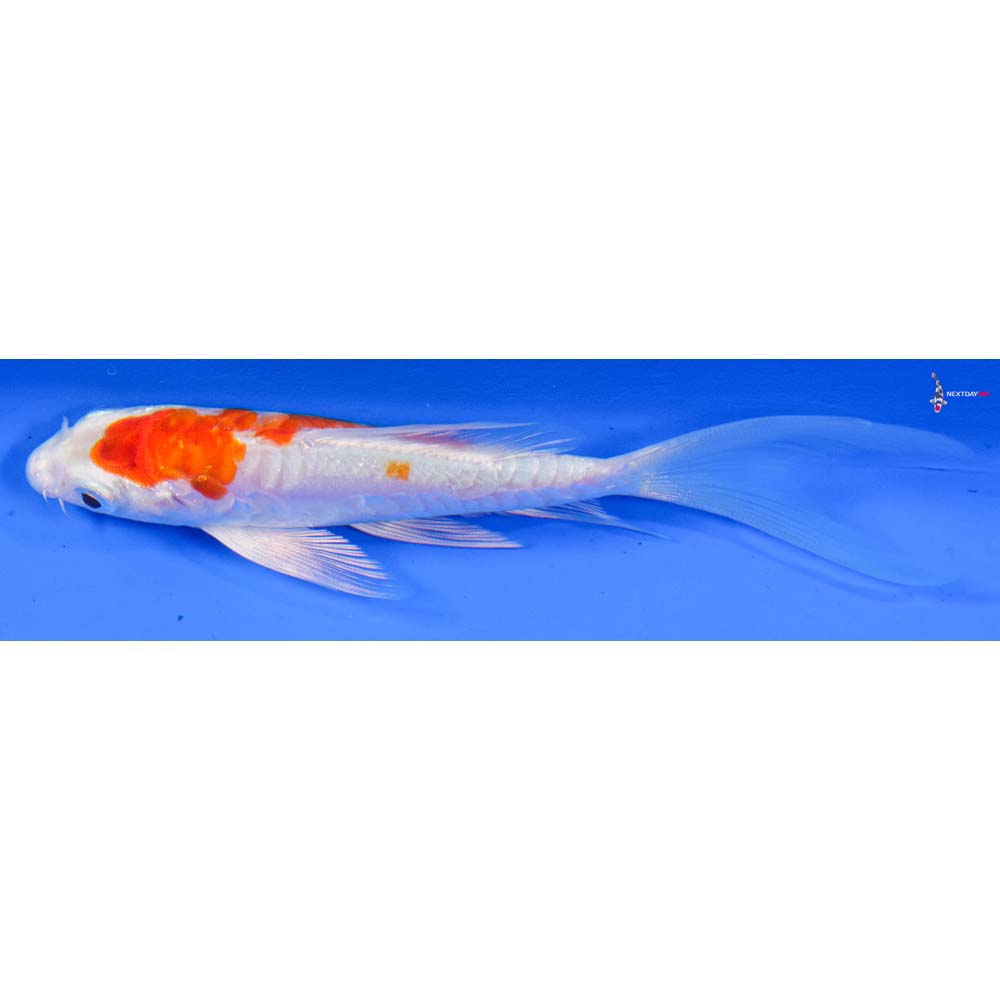 4.5” Imported Kikusui Butterfly Koi