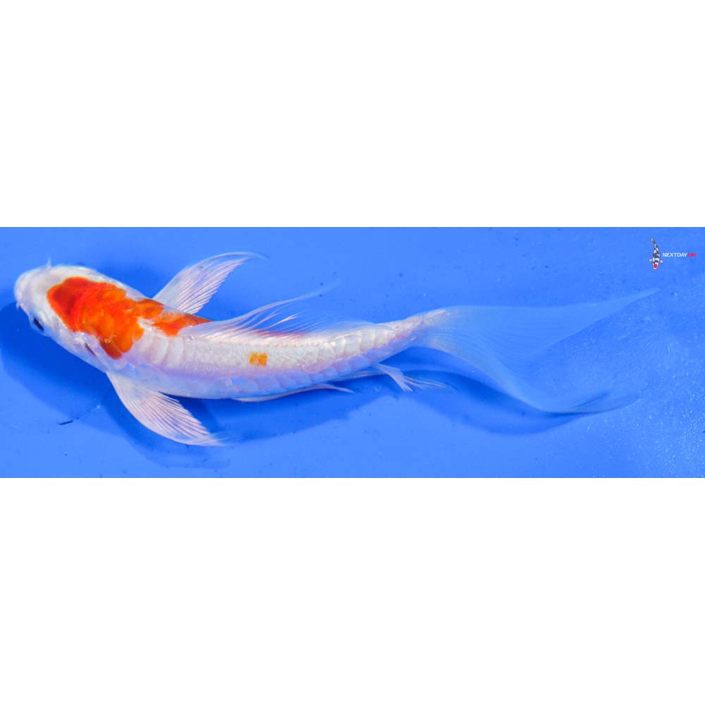 4.5” Imported Kikusui Butterfly Koi