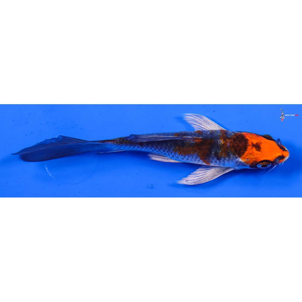 4.5” Imported Kujaku Butterfly Koi