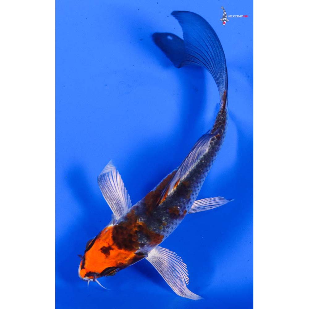 4.5” Imported Kujaku Butterfly Koi
