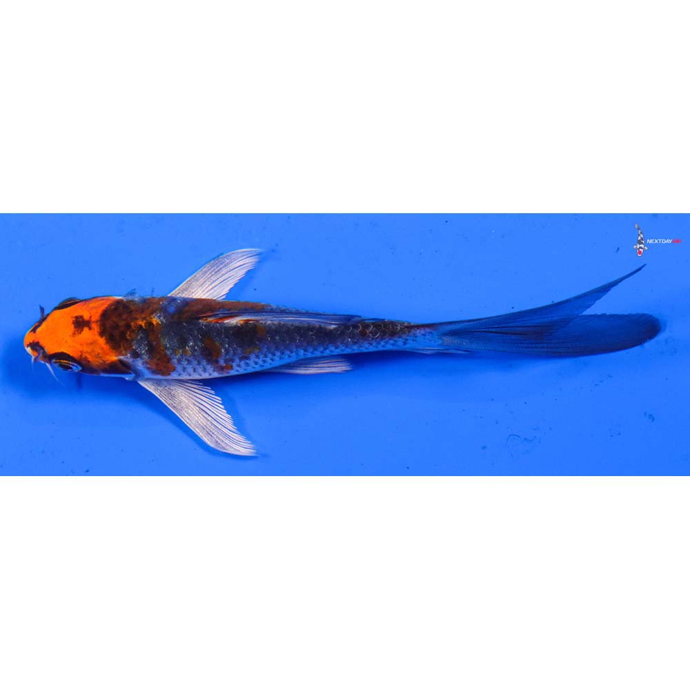 4.5” Imported Kujaku Butterfly Koi