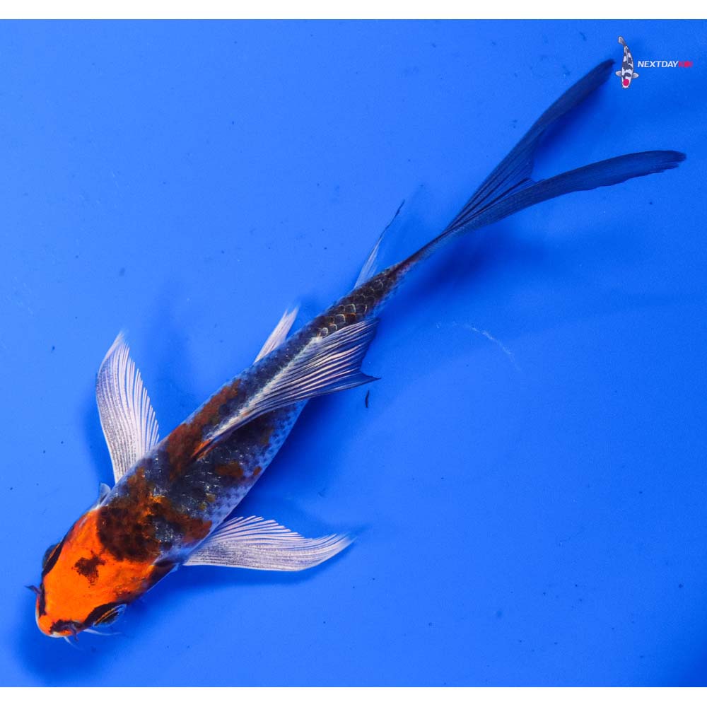 4.5” Imported Kujaku Butterfly Koi