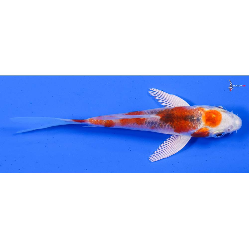 4” Imported Kujaku Butterfly Koi