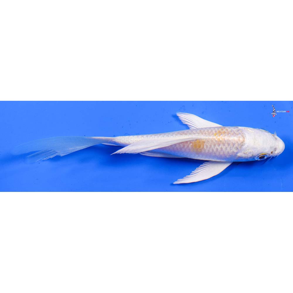 4.5” Imported Lemon Hariwake Butterfly Koi
