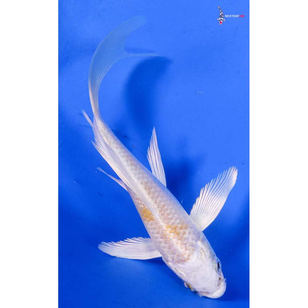 4.5” Imported Lemon Hariwake Butterfly Koi