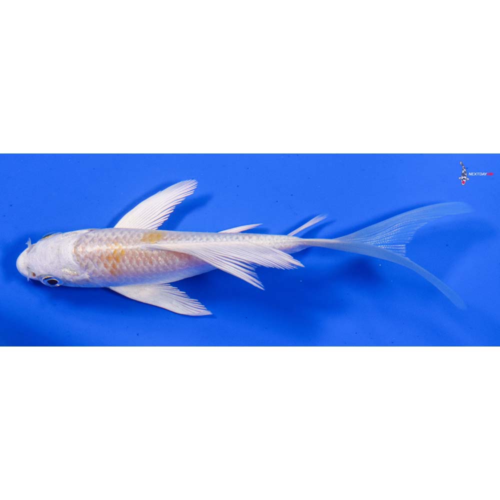 4.5” Imported Lemon Hariwake Butterfly Koi