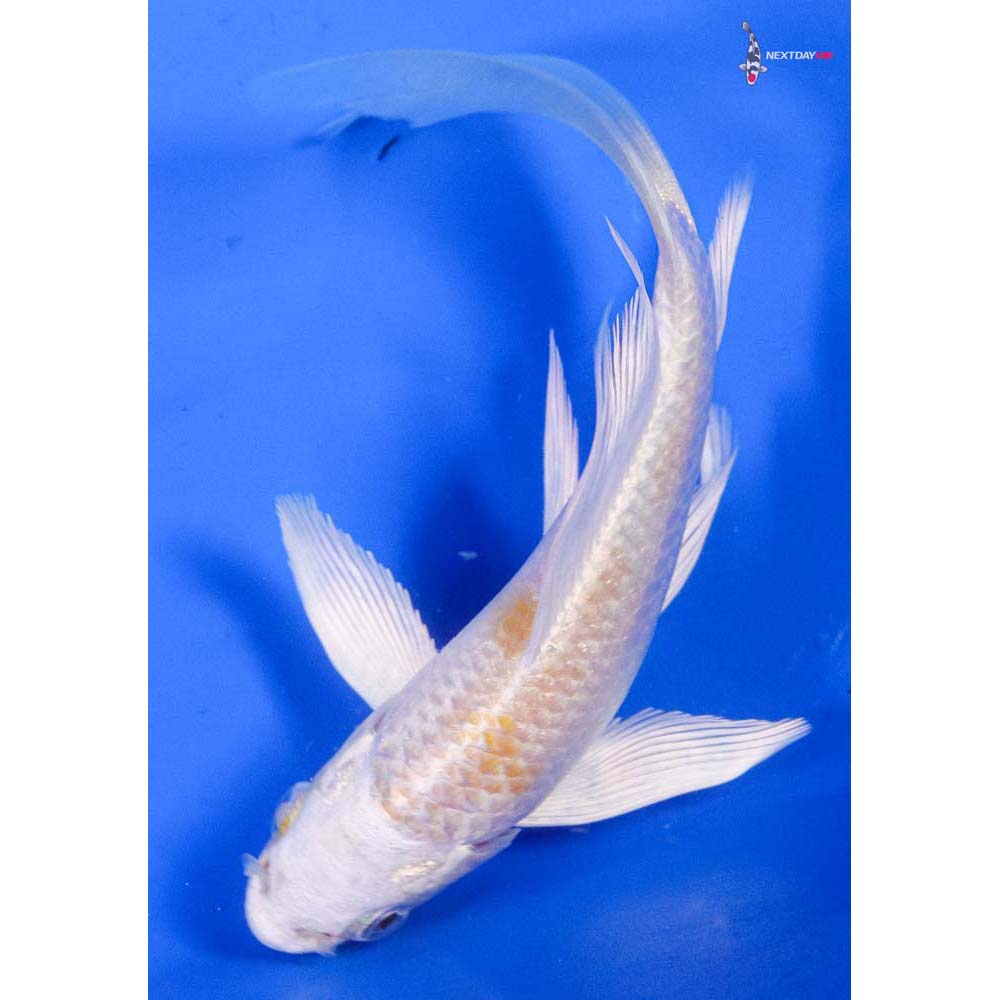 4.5” Imported Lemon Hariwake Butterfly Koi