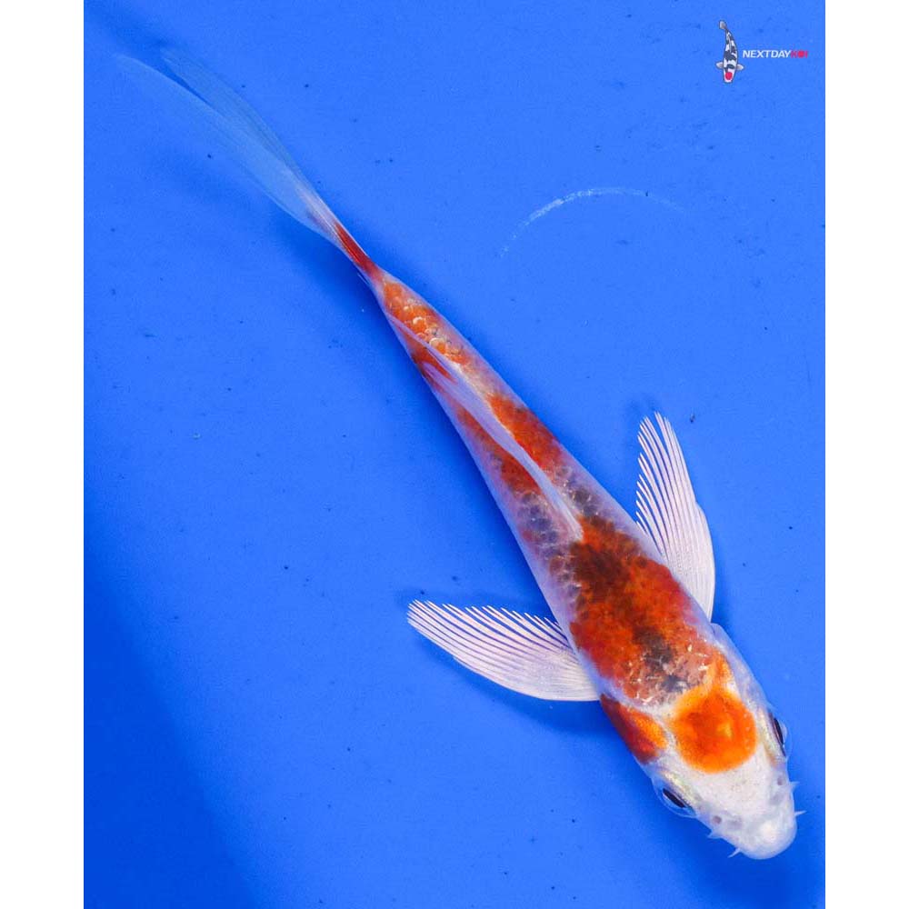 4” Imported Kujaku Butterfly Koi