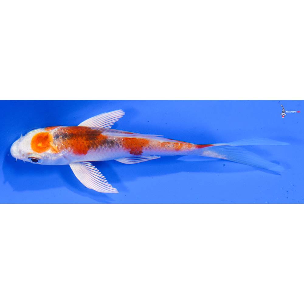4” Imported Kujaku Butterfly Koi