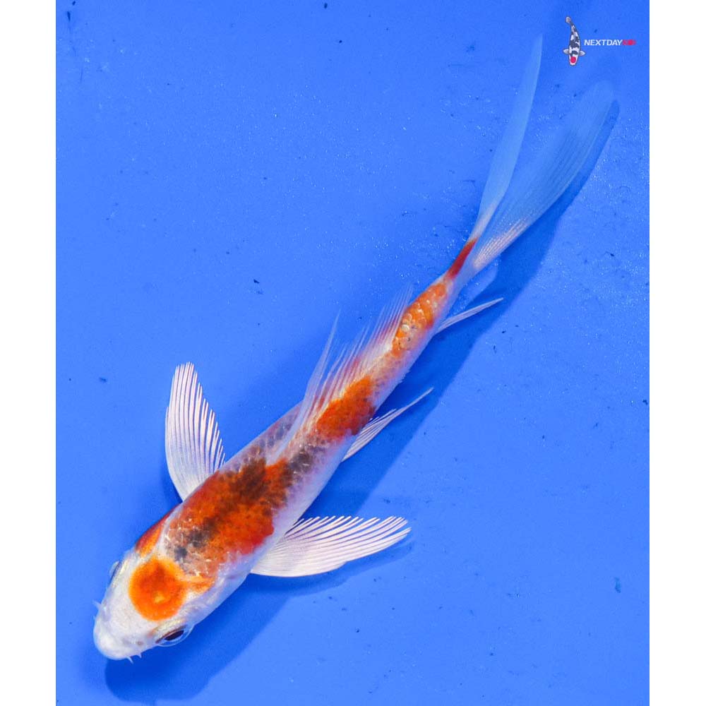 4” Imported Kujaku Butterfly Koi