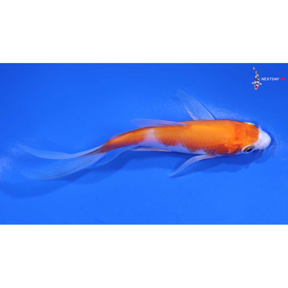 4” Imported Kohaku Butterfly Koi
