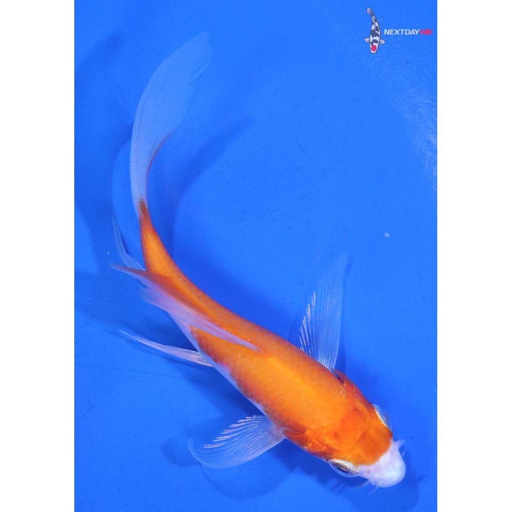 4” Imported Kohaku Butterfly Koi