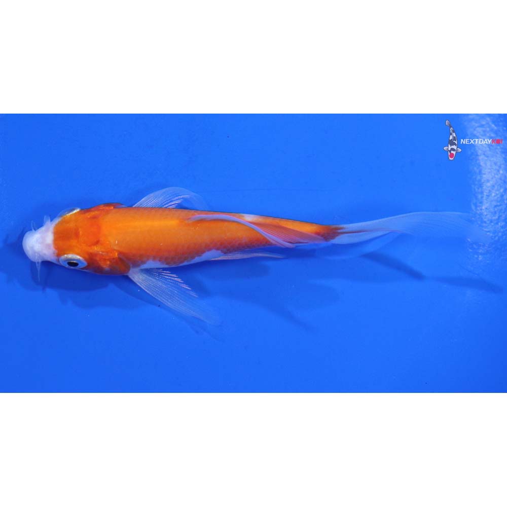 4” Imported Kohaku Butterfly Koi