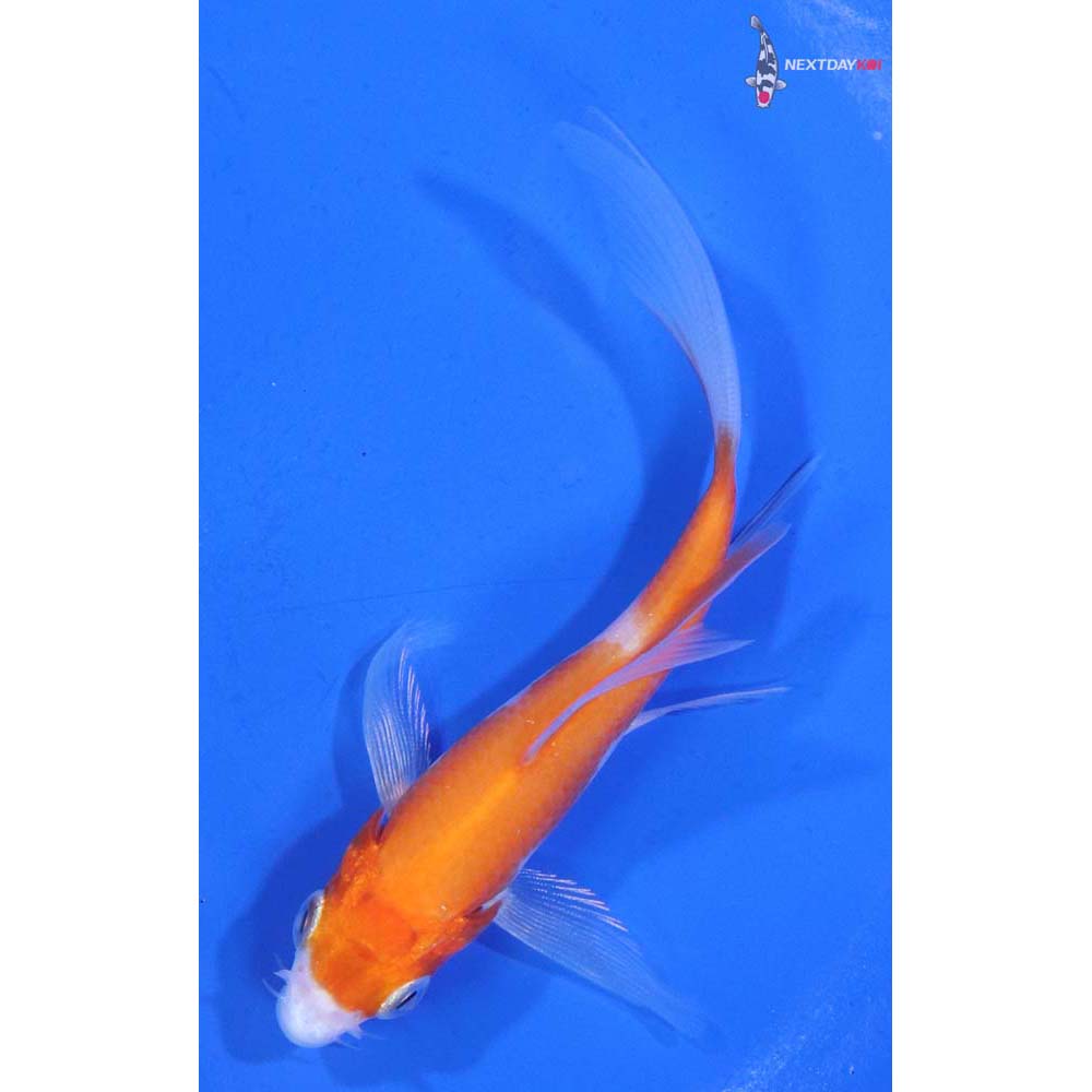 4” Imported Kohaku Butterfly Koi