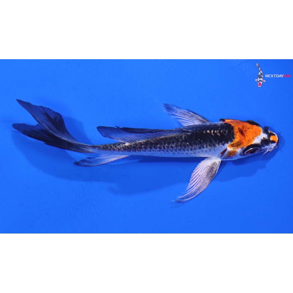 4” Imported Kujaku Butterfly Koi