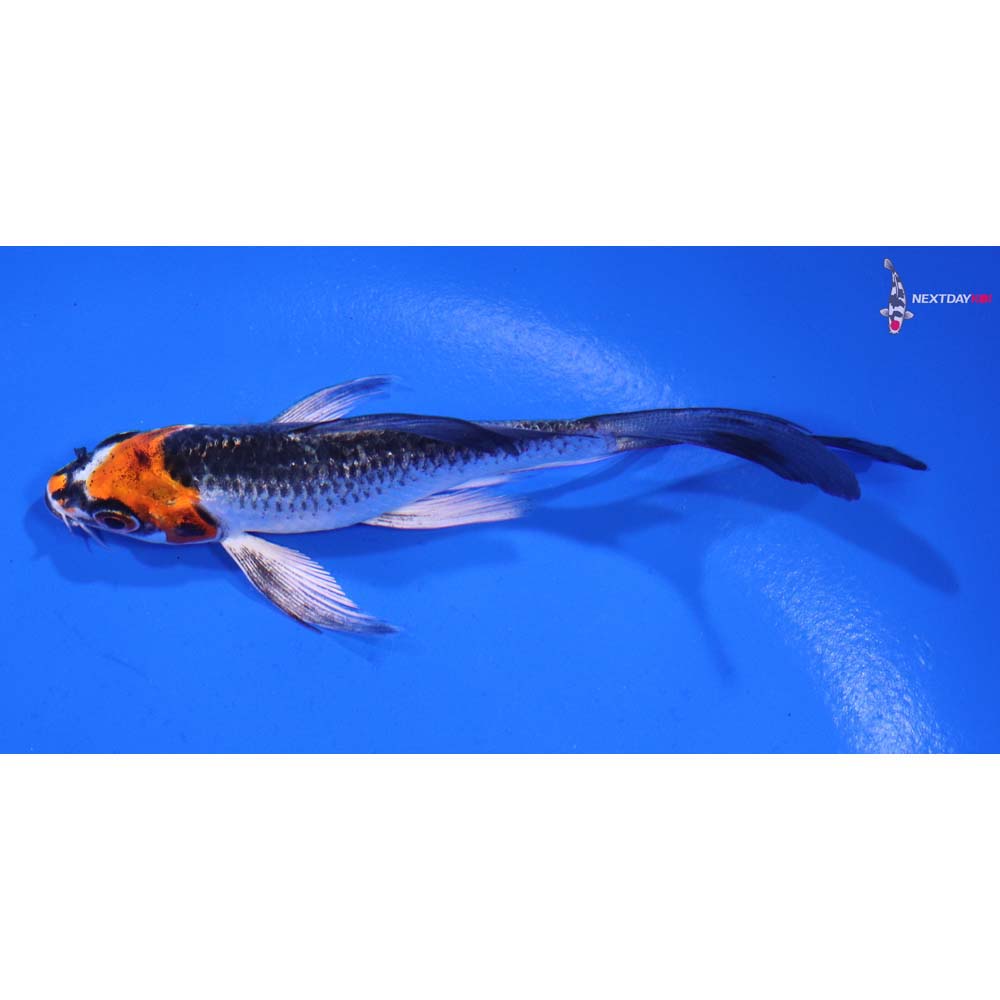 4” Imported Kujaku Butterfly Koi