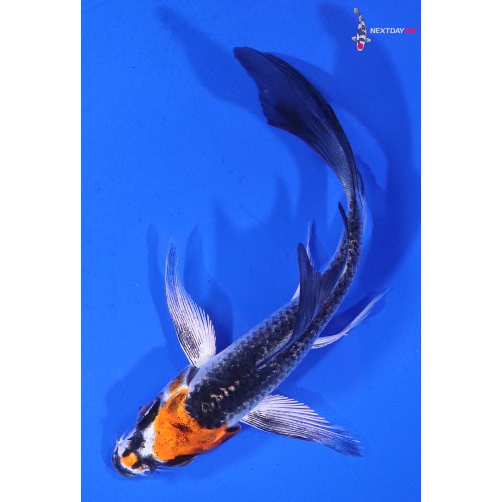 4” Imported Kujaku Butterfly Koi