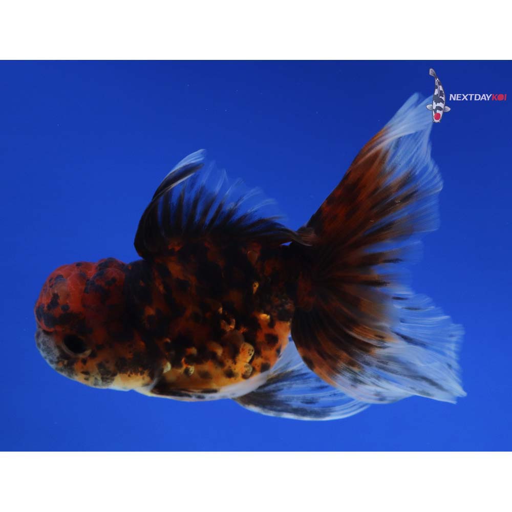 4” Imported Calico Oranda