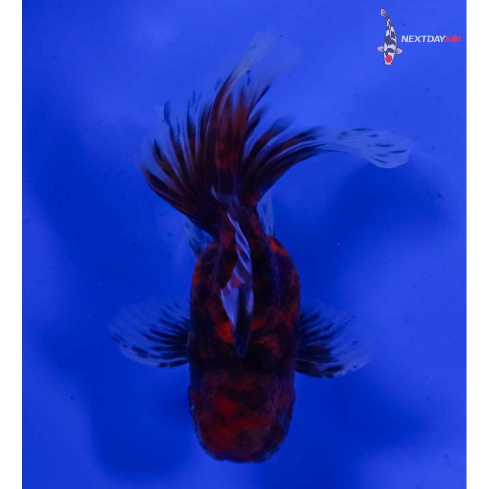 4” Imported Calico Oranda