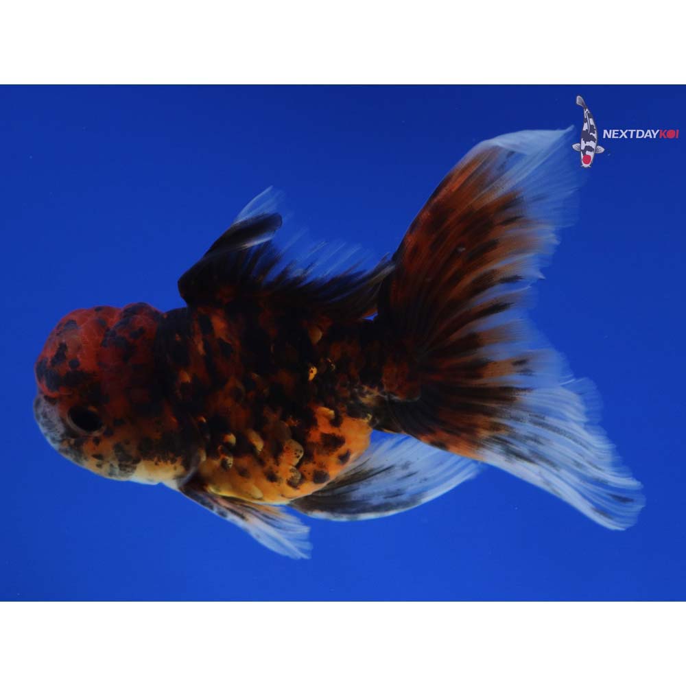 4” Imported Calico Oranda