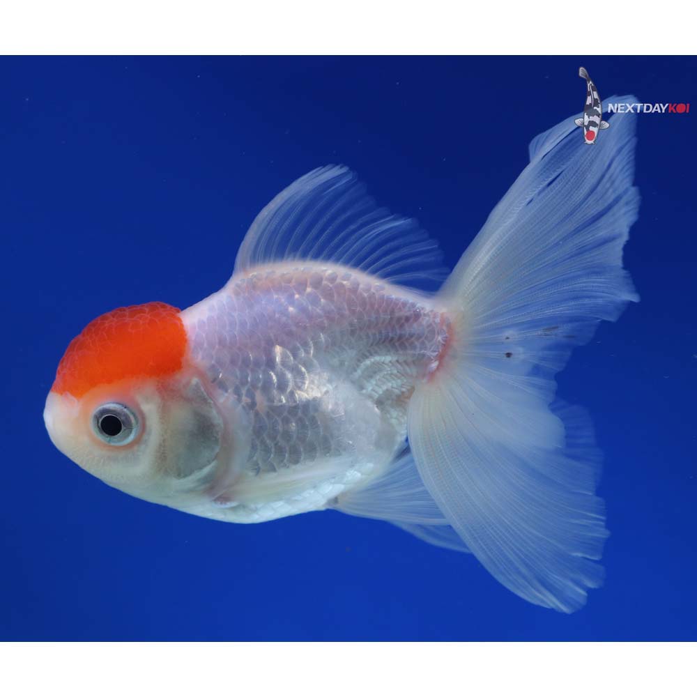 4.5” Imported Redcap Oranda