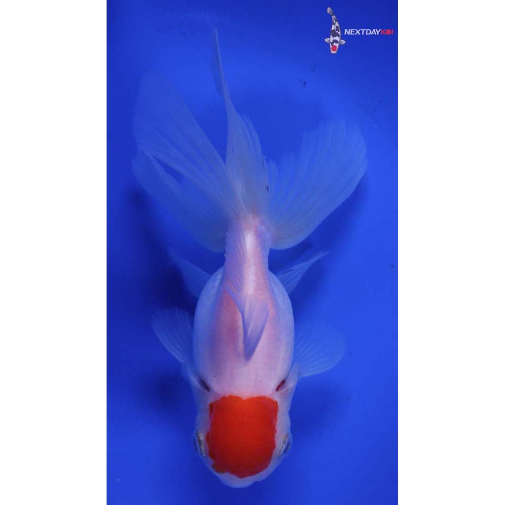 4.5” Imported Redcap Oranda