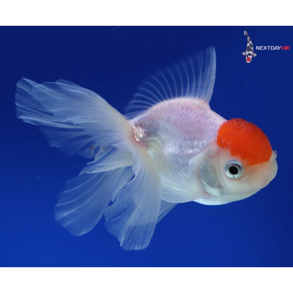 4.5” Imported Redcap Oranda