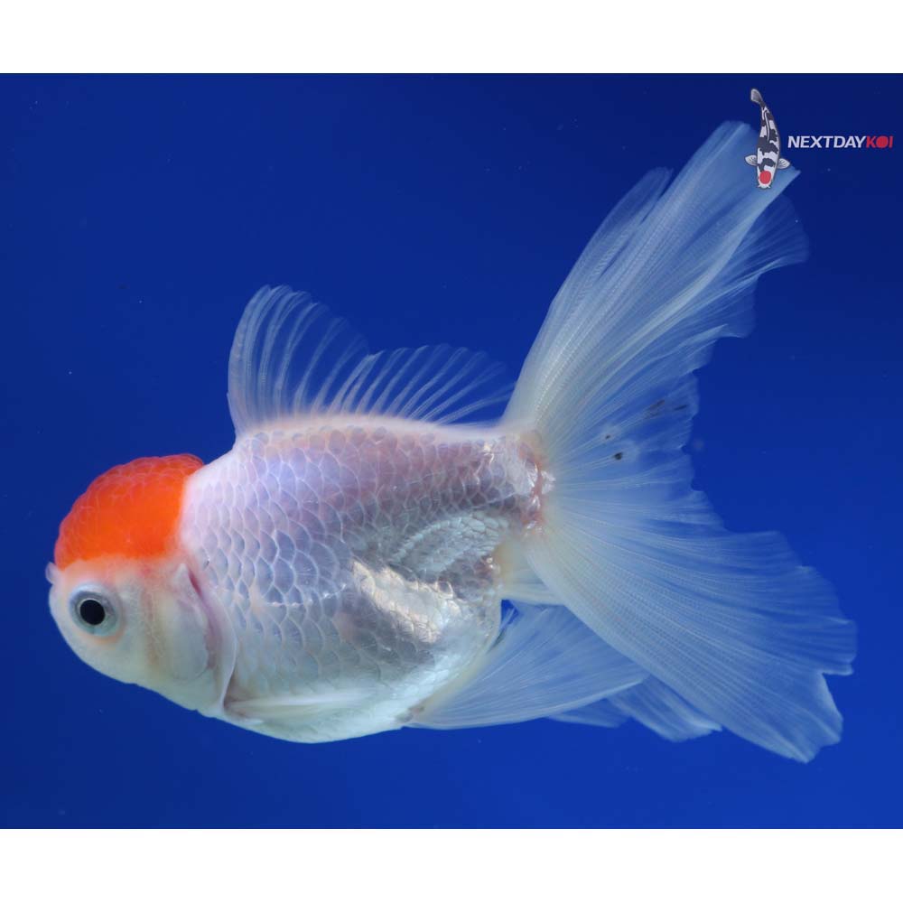 4.5” Imported Redcap Oranda