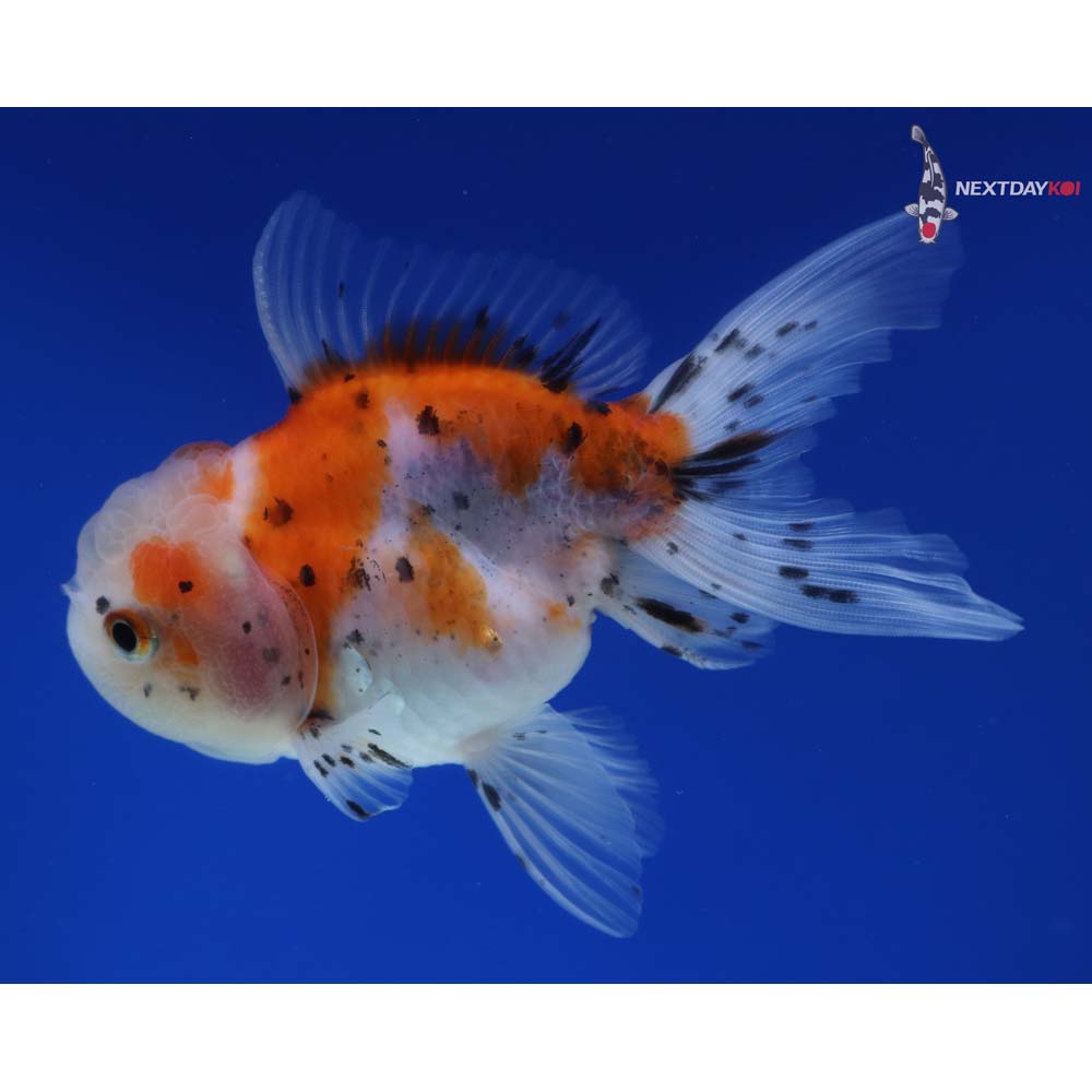 4.5” Imported Calico Oranda