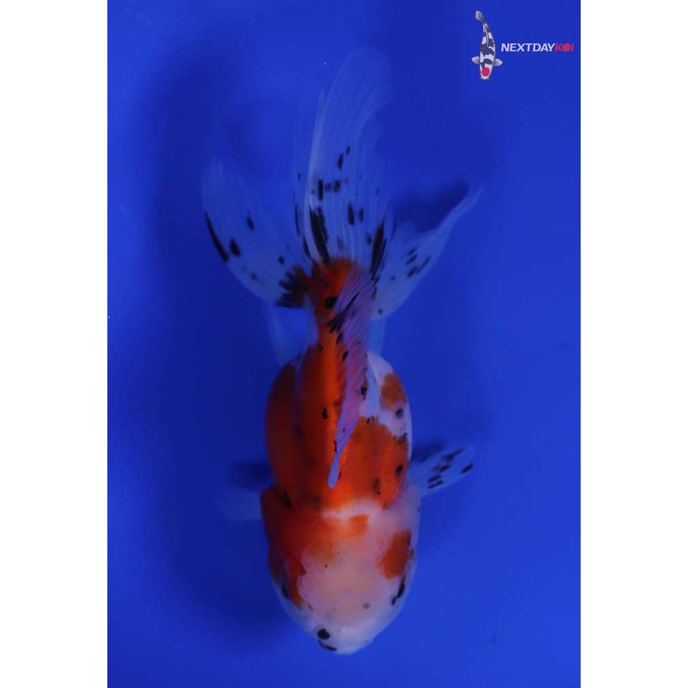 4.5” Imported Calico Oranda