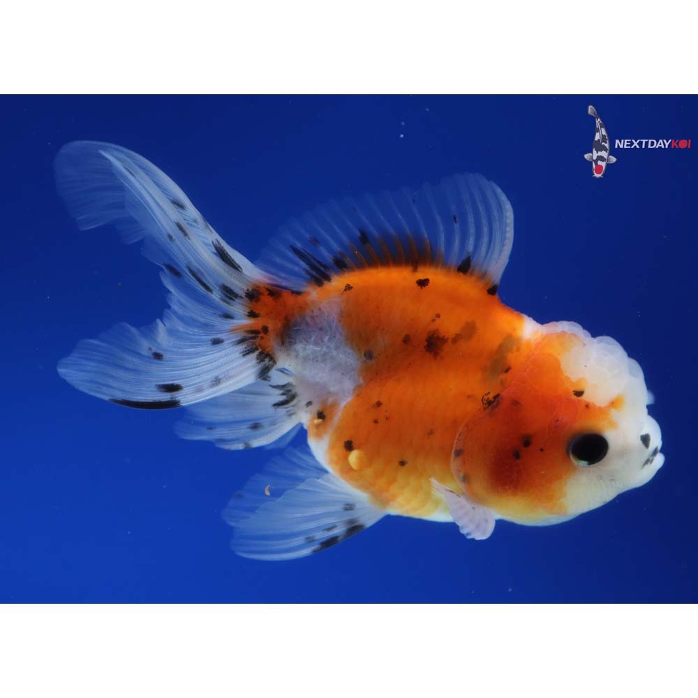 4.5” Imported Calico Oranda