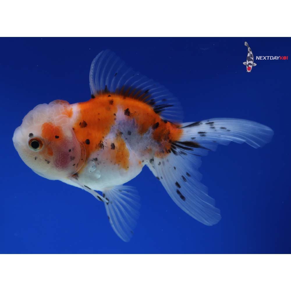 4.5” Imported Calico Oranda