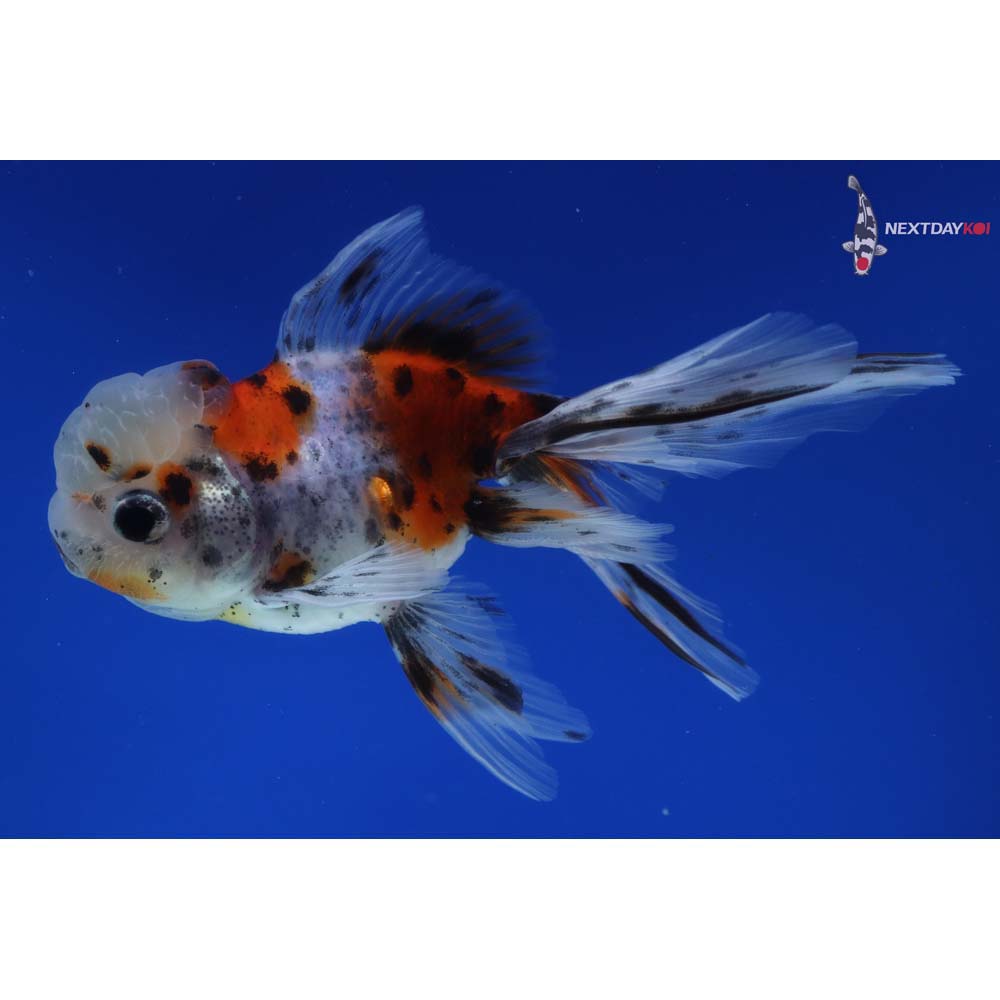4.5” Imported Calico Oranda
