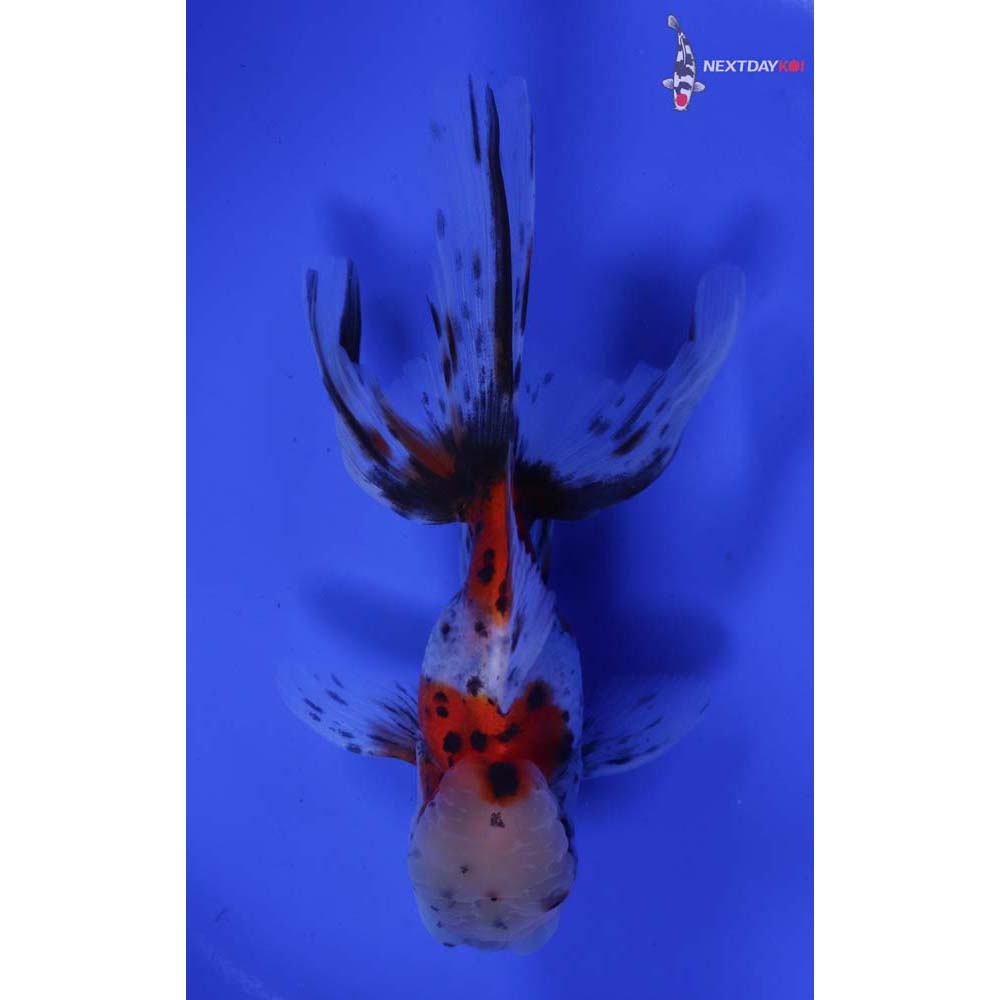 4.5” Imported Calico Oranda