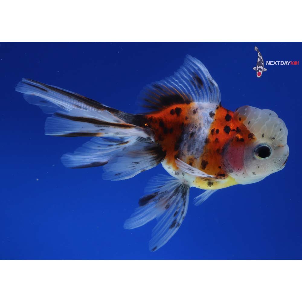 4.5” Imported Calico Oranda
